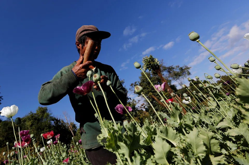 Myanmar Still the World’s Top Opium Producer